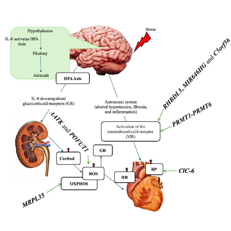 Research publication
